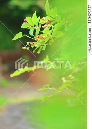 [生態形象] 綠葉 110429273