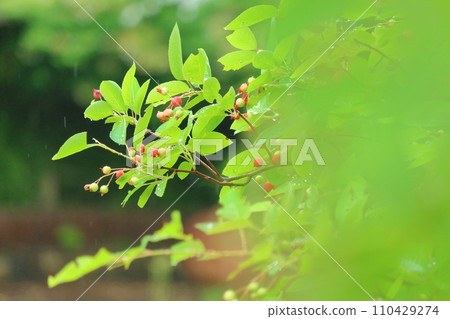 [生態形象] 綠葉 110429274