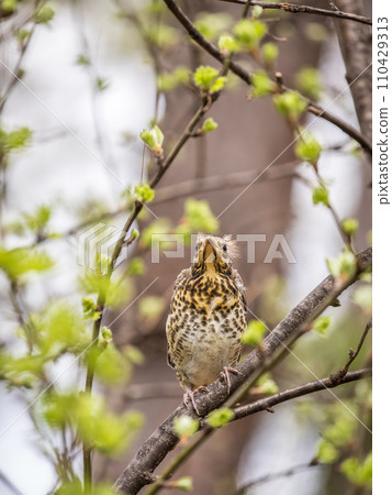 A fieldfare chick, Turdus pilaris, has left the nest and is sitting on a branch. A chick of fieldfare sitting and waiting for a parent on a branch. 110429313