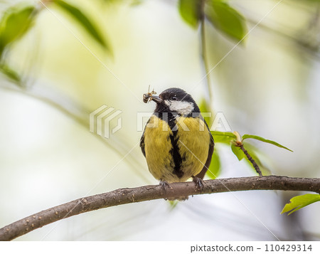 Great Tit sitting in a hedge with flys in its beak 110429314