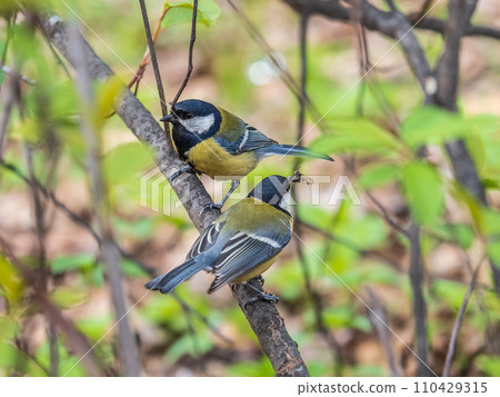 A Great tit feeding its fledgling A Great tit feeding its fledgling 110429315