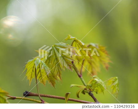 Spring branches of maple tree with fresh green leaves 110429316