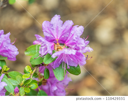 Pink flowers of Siberian rhododendron copy space. Rhododendron dauricum. Spring flowering of Altai rhododendron. 110429331