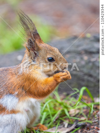 Close-up Portrait of Squirrel. Squirrel eats a nut while sitting in green grass. Close-up Portrait of Squirrel. Squirrel eats a nut while sitting in green grass. 110429344