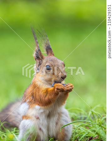 Squirrel eats a nut while sitting in green grass. Eurasian red squirrel, Sciurus vulgaris 110429351