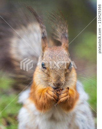 Squirrel eats a nut while sitting in green grass. Eurasian red squirrel, Sciurus vulgaris 110429366