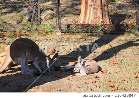 Red kangaroo Red kangaroo 110429847