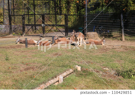 Red kangaroo 110429851