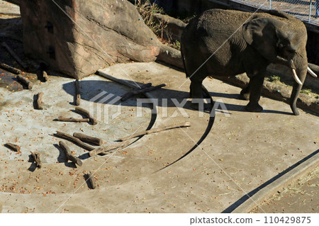 African elephant 110429875