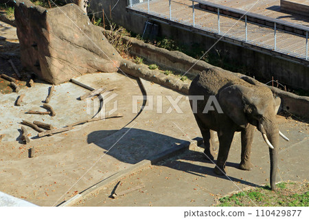 African elephant African elephant 110429877