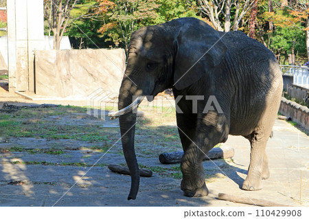 African elephant African elephant 110429908