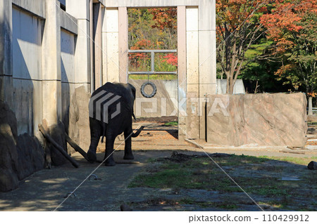 African elephant 110429912