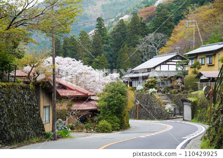 Kaohsiung cherry blossoms 110429925