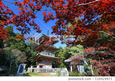 Oaza Gosho, Yoshimi-machi, Hiki-gun, Saitama Prefecture; Autumn leaves in the precincts of Iwadonoyama Anrakuji Yoshimi Kannon and the three-storied pagoda, a prefecturally designated cultural property. 110429971