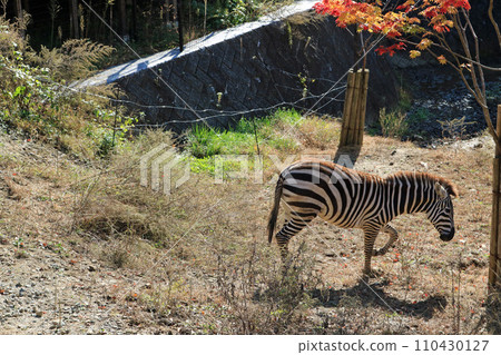 zebra zebra 110430127