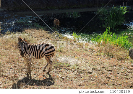 斑馬 斑馬 110430129