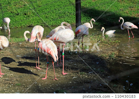 Europe Flamingo 110430183