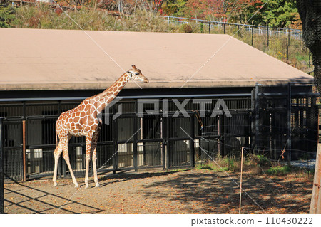 Giraffe Giraffe 110430222