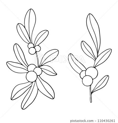 set of Symphoricarpos, commonly known as the snowberry, waxberry, or ghostberry. Deciduous shrub with white berries. Ink graphic. Hand painted outline illustration for wedding invitation, pack, card 110430261