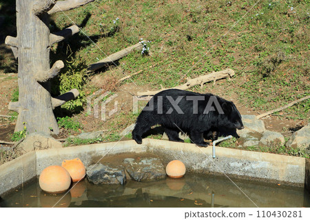 Japanese black bear bear Japanese black bear bear 110430281