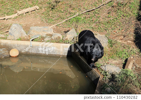 Japanese black bear bear 110430282