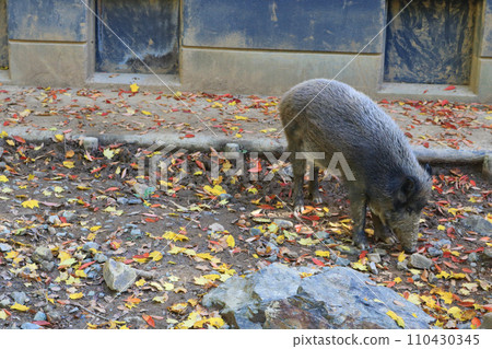 Japanese wild boar Japanese wild boar 110430345