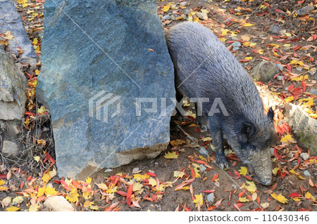 日本野豬 日本野豬 110430346