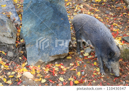 日本野豬 日本野豬 110430347