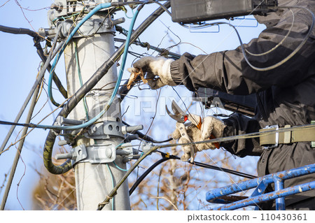 戶外電氣作業、輸配電維護、清理纏結的常春藤 110430361