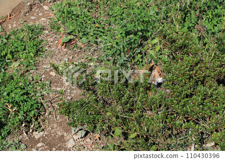 Vulpes hiding in the grass 110430396