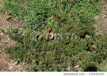 Vulpes hiding in the grass 110430397