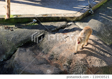 Japanese macaques Japanese macaques 110430521
