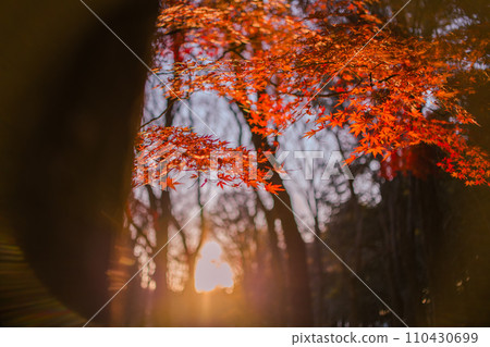 風景與秋天的落葉 風景與秋天的落葉 110430699