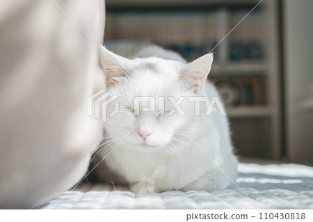 寵物貓在室內放鬆 110430818