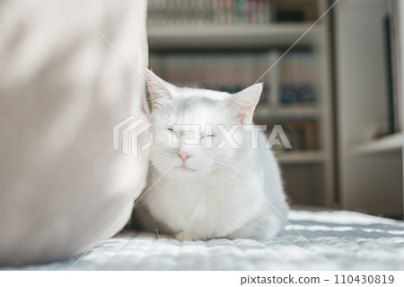寵物貓在室內放鬆 110430819