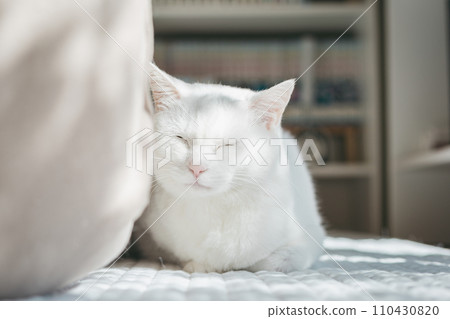 寵物貓在室內放鬆 110430820