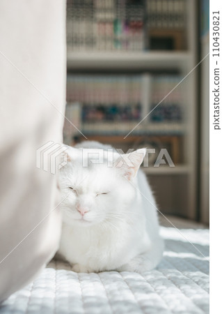 pet cat relaxing indoors pet cat relaxing indoors 110430821