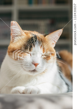 寵物貓在室內放鬆 110430837