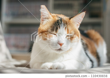 pet cat relaxing indoors 110430838