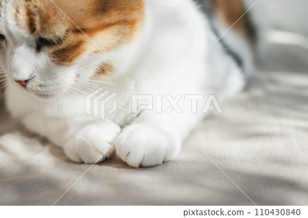 pet cat relaxing indoors 110430840