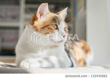 pet cat relaxing indoors pet cat relaxing indoors 110430862