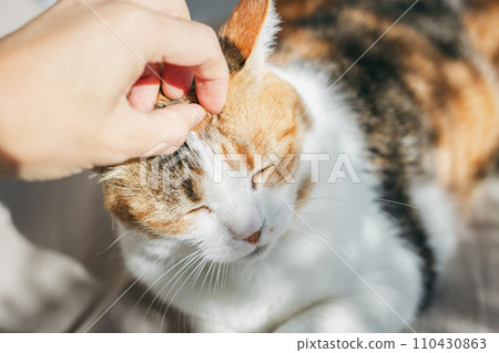 pet cat relaxing indoors pet cat relaxing indoors 110430863