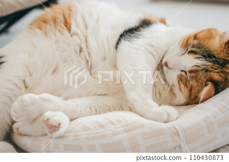 pet cat relaxing indoors pet cat relaxing indoors 110430873