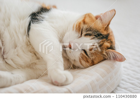 pet cat relaxing indoors pet cat relaxing indoors 110430880