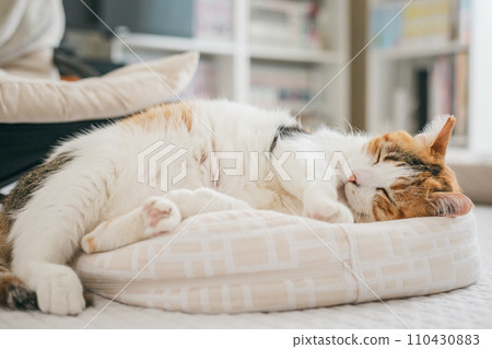 寵物貓在室內放鬆 寵物貓在室內放鬆 110430883