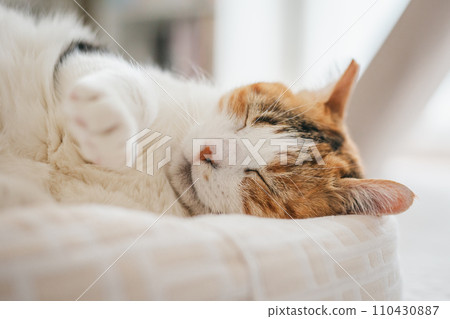 寵物貓在室內放鬆 寵物貓在室內放鬆 110430887