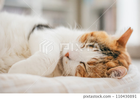 pet cat relaxing indoors pet cat relaxing indoors 110430891