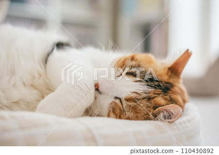 寵物貓在室內放鬆 110430892