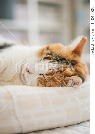 寵物貓在室內放鬆 寵物貓在室內放鬆 110430893