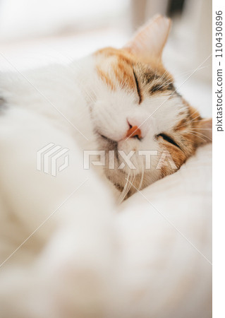 pet cat relaxing indoors pet cat relaxing indoors 110430896